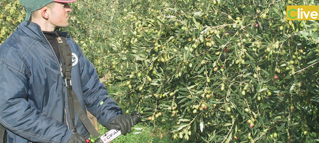 Giornata informativa su "La potatura dell'olivo - Interventi di razionalizzazione per la riduzione dei costi di produzione"