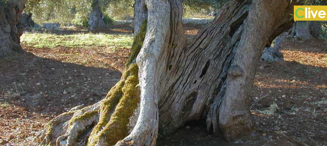 ulivo