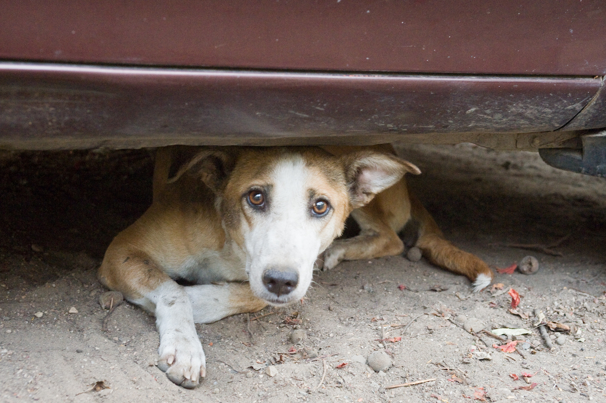 Risultati immagini per cane randagi